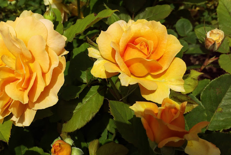 Feature image