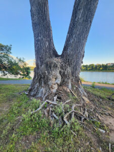 Feature image