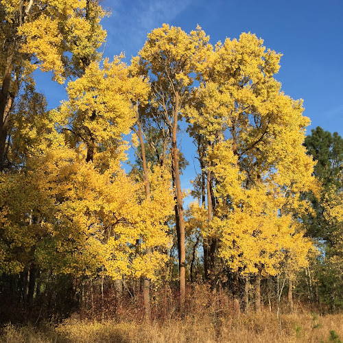 307021 mary schultz law p.s