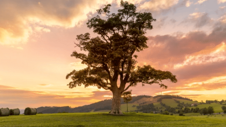 323362 mitchell brown associates llc 768x432