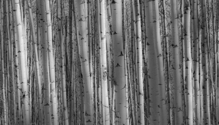 332775 neubert law office llc 768x439