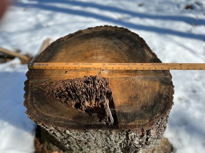 332990 new england tree law