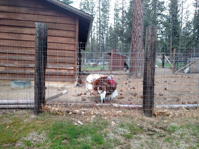 349454 peter m talia law office