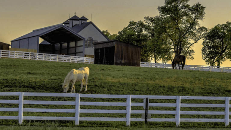 352363 pitt emison 768x433