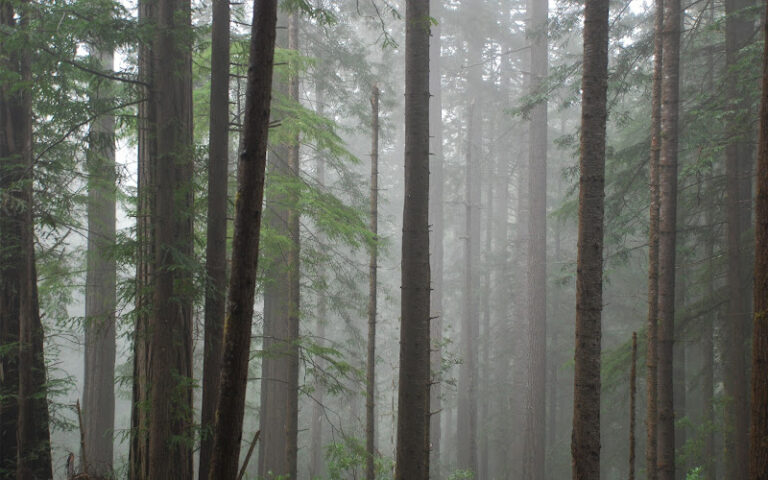 372456 rogoway law group 768x480