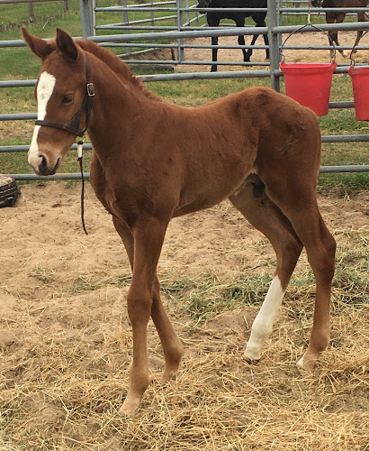 376210 rudy gurrola jr law firm