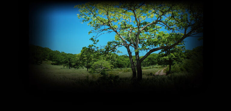 Feature image