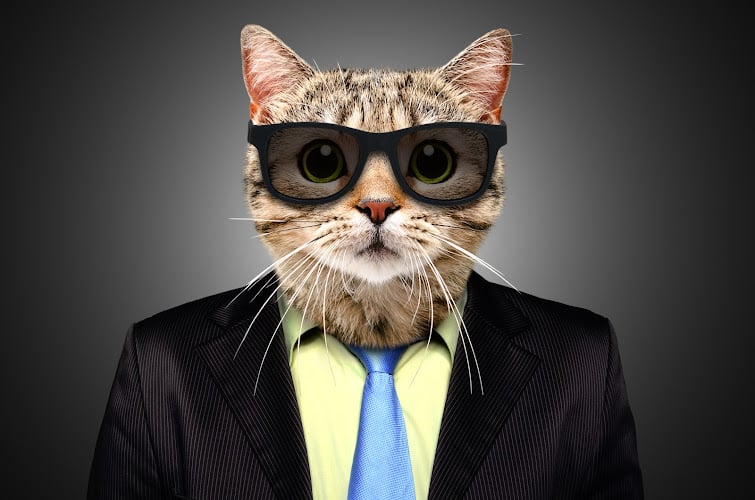 395843 sneaky cat private eyes process servers lie detection mediation service mobile notary skip tracing