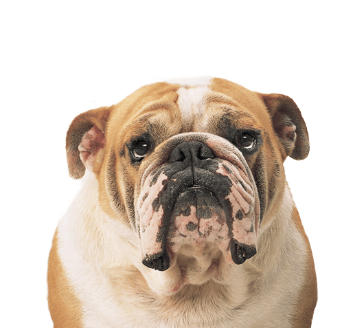 401881 stephen f. shaw 8211 ip tax attorney at womble bond dickinson