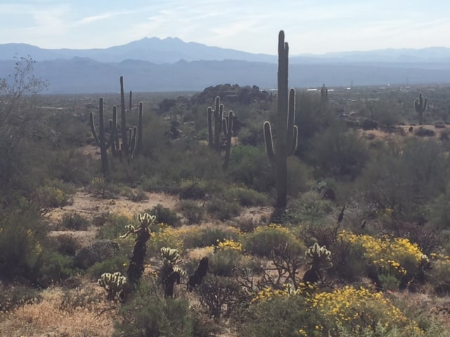 403671 steven m. jackson law group llc