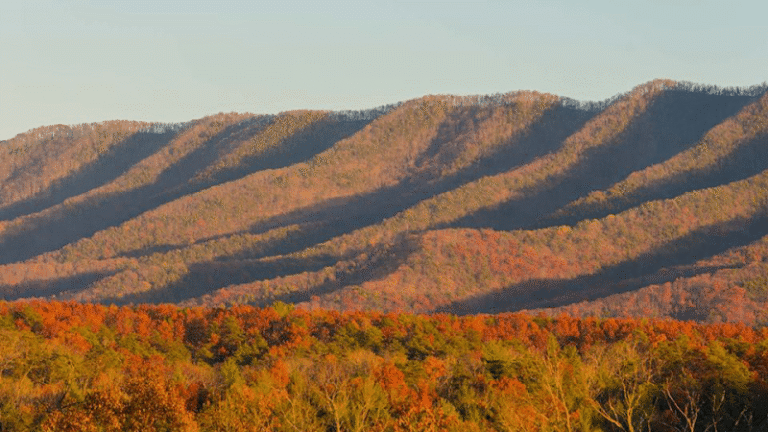 405801 strickland diviney segura 768x432