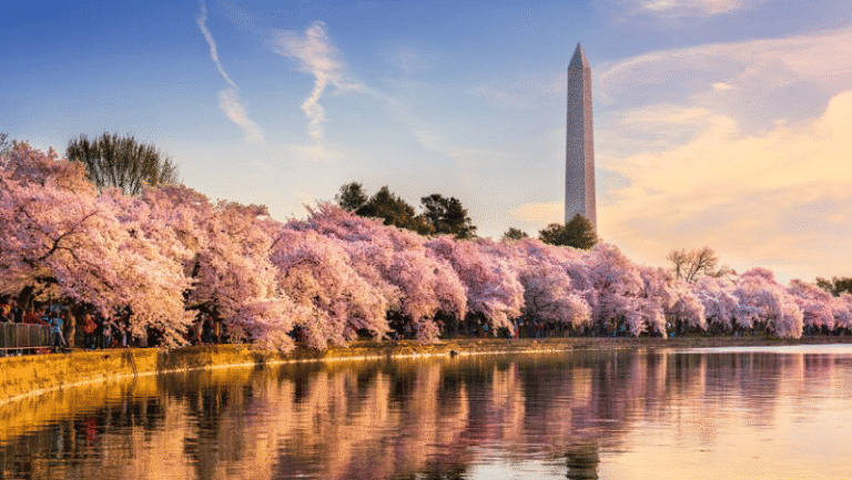 413789 the bhatia law firm p.c 768x433