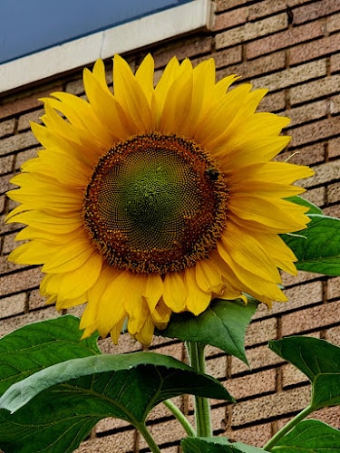 427179 the law offices of mark dabrowski