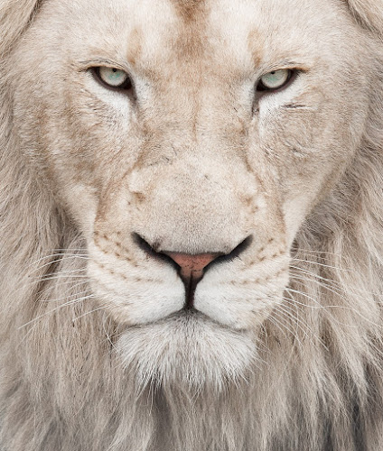 428997 the lions law office