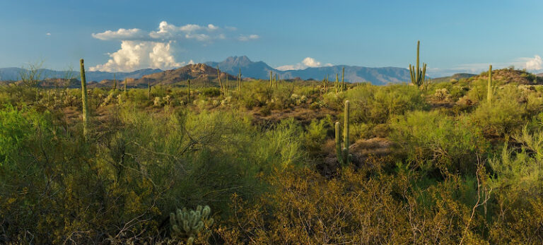 429818 the millea law firm 768x347