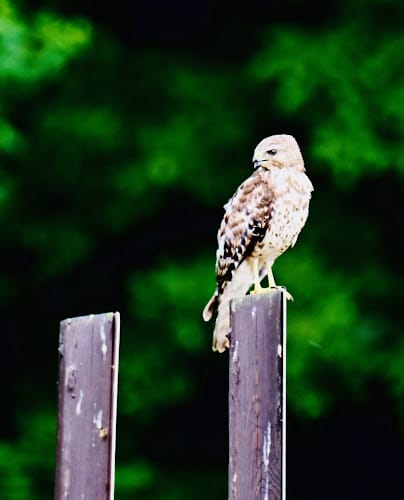 433152 the trusted lawyers a desai law group pc