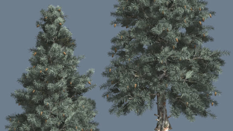 443280 two spruce law 768x433