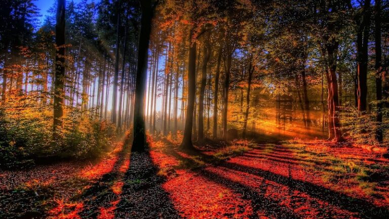 447204 vesey law firm 768x432