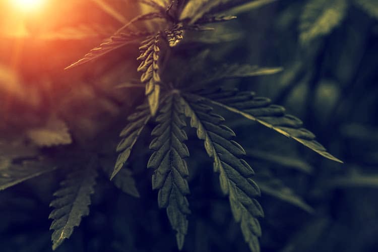 448194 virginia cannabis lawyers