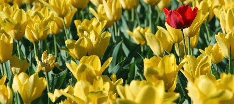 455179 west coast disability legal center 768x343