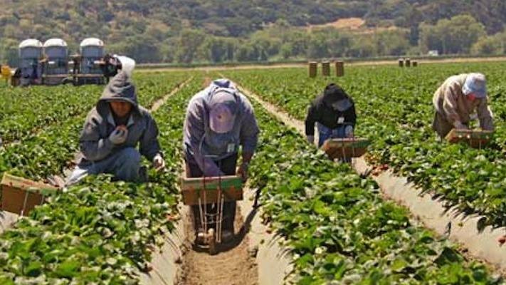 462180 wolff walker law firm