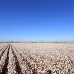 Fresno California Central Valley farm field H 2A employment lawyer wage rule