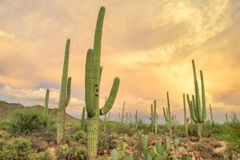 Why Mesa Immigration Filings Are Surging in 2026